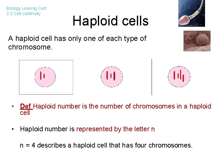 Biology Leaving Cert 2. 3 Cell continuity Haploid cells A haploid cell has only