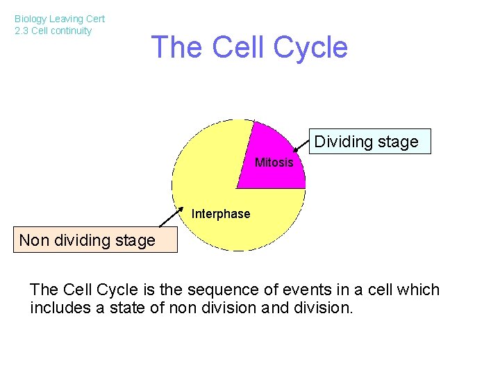 Biology Leaving Cert 2. 3 Cell continuity The Cell Cycle Dividing stage Mitosis Interphase