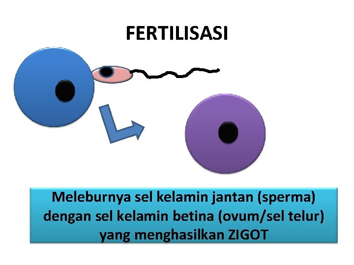 FERTILISASI Meleburnya sel kelamin jantan (sperma) dengan sel kelamin betina (ovum/sel telur) yang menghasilkan