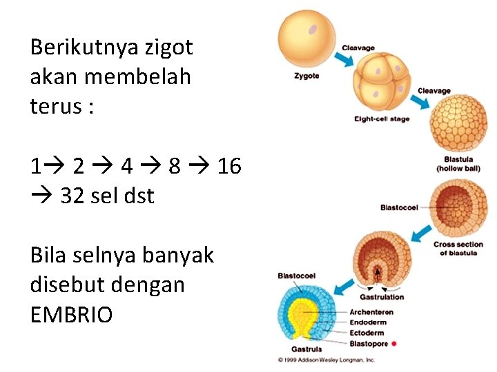 Berikutnya zigot akan membelah terus : 1 2 4 8 16 32 sel dst