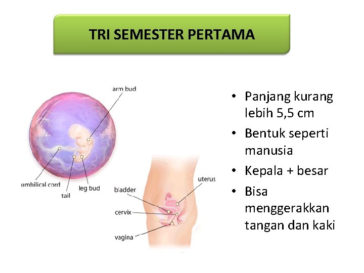 TRI SEMESTER PERTAMA • Panjang kurang lebih 5, 5 cm • Bentuk seperti manusia