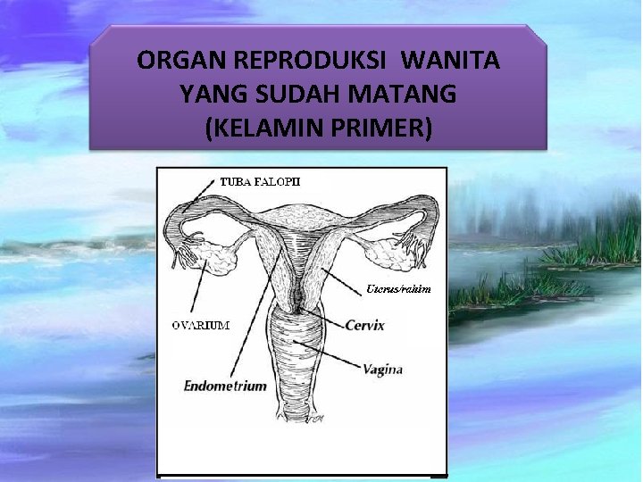 ORGAN REPRODUKSI WANITA YANG SUDAH MATANG (KELAMIN PRIMER) 