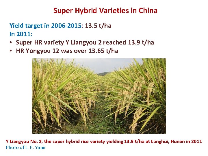 Super Hybrid Varieties in China Yield target in 2006 -2015: 13. 5 t/ha In