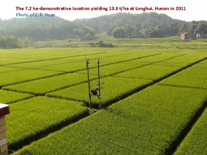 The 7. 2 ha-demonstrative location yielding 13. 9 t/ha at Longhui, Hunan in 2011