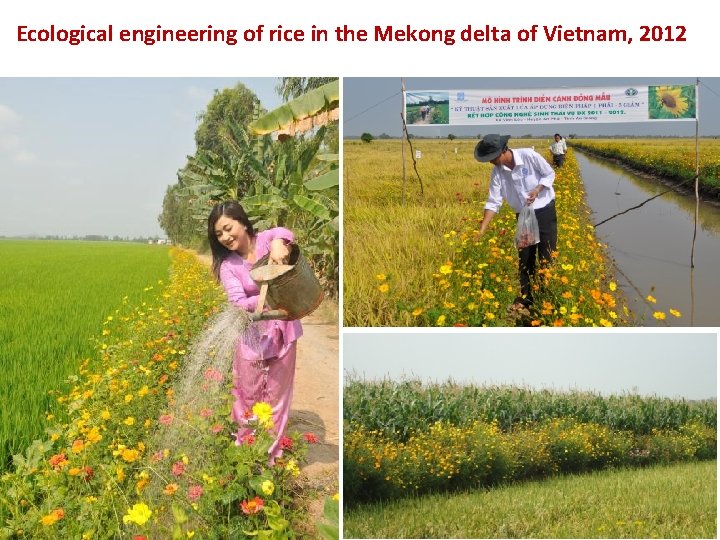 Ecological engineering of rice in the Mekong delta of Vietnam, 2012 