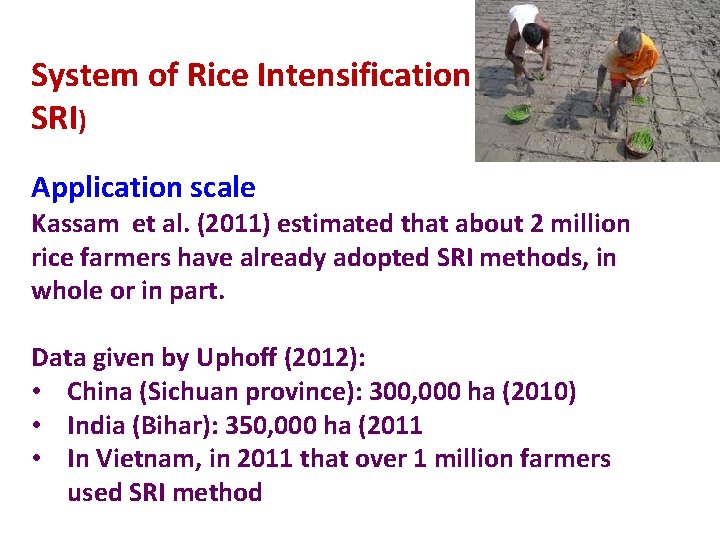System of Rice Intensification SRI) Application scale Kassam et al. (2011) estimated that about
