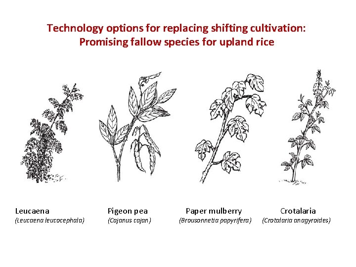 Technology options for replacing shifting cultivation: Promising fallow species for upland rice Leucaena (Leucaena