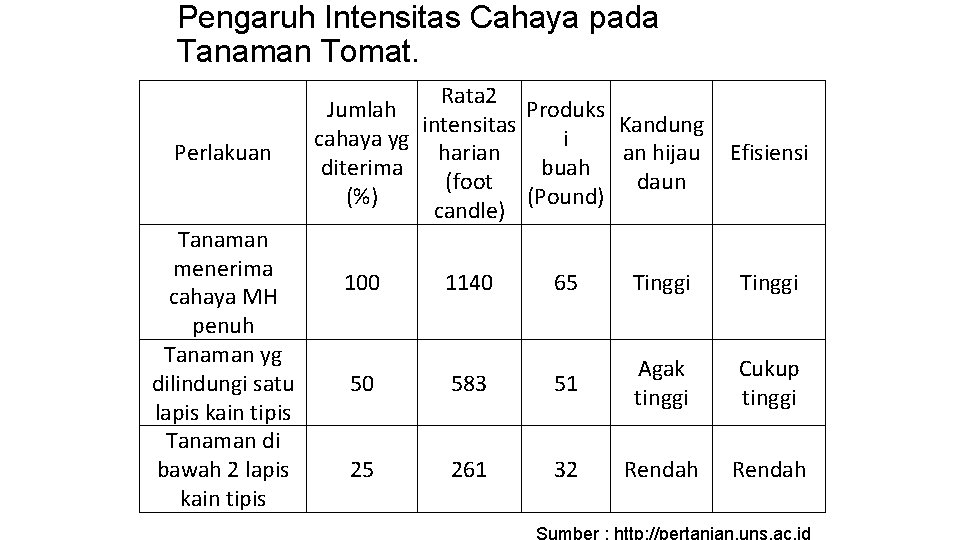 Pengaruh Intensitas Cahaya pada Tanaman Tomat. Perlakuan Tanaman menerima cahaya MH penuh Tanaman yg