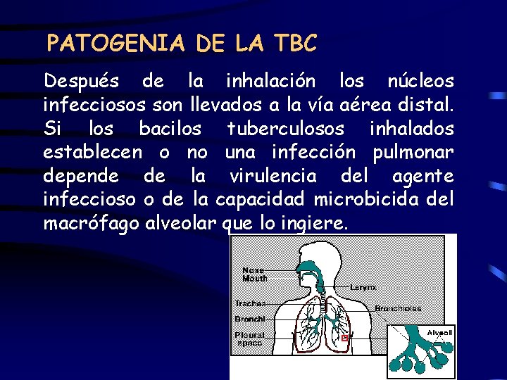 PATOGENIA DE LA TBC Después de la inhalación los núcleos infecciosos son llevados a