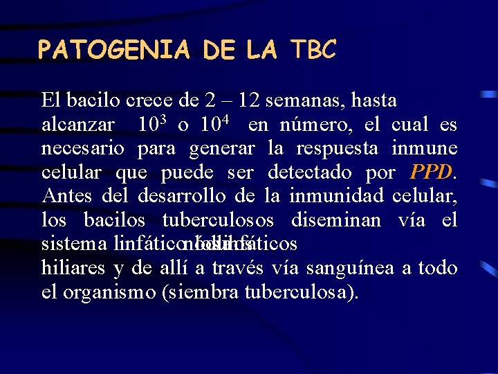 PATOGENIA DE LA TBC El bacilo crece de 2 – 12 semanas, hasta alcanzar
