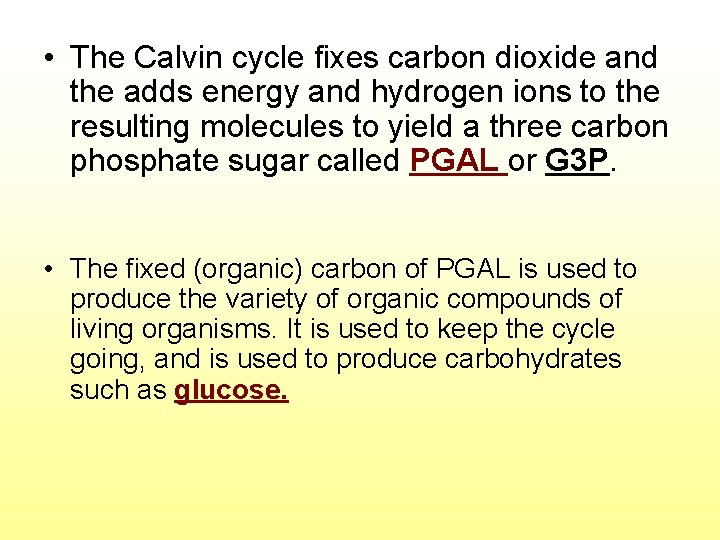  • The Calvin cycle fixes carbon dioxide and the adds energy and hydrogen