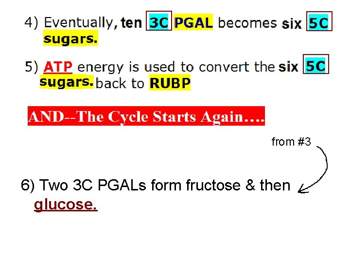 from #3 6) Two 3 C PGALs form fructose & then glucose. 