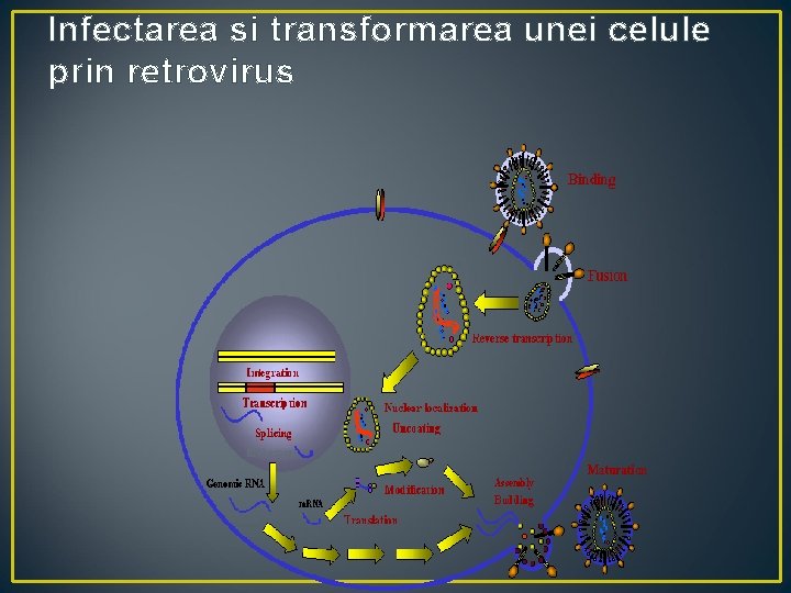 Infectarea si transformarea unei celule prin retrovirus 