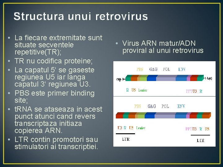 Structura unui retrovirus • La fiecare extremitate sunt situate secventele repetitive(TR); • TR nu