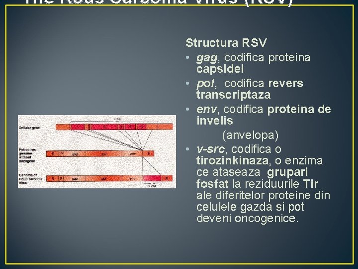 The Rous Sarcoma Virus (RSV) Structura RSV • gag, codifica proteina capsidei • pol,