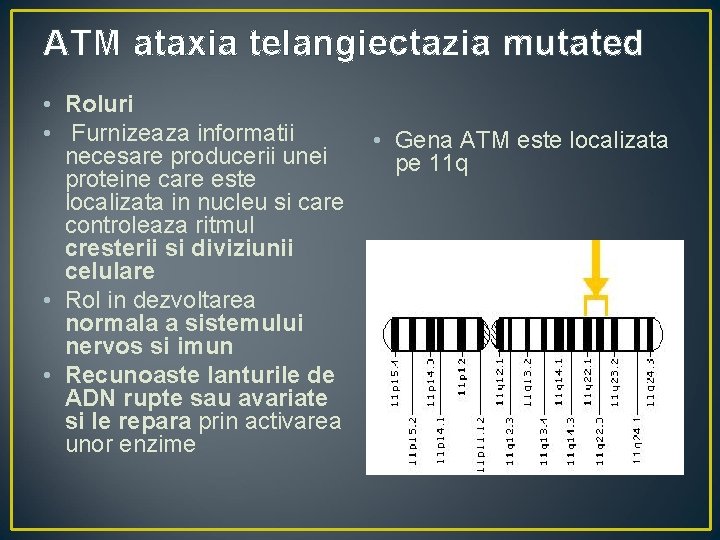 ATM ataxia telangiectazia mutated • Roluri • Furnizeaza informatii • Gena ATM este localizata