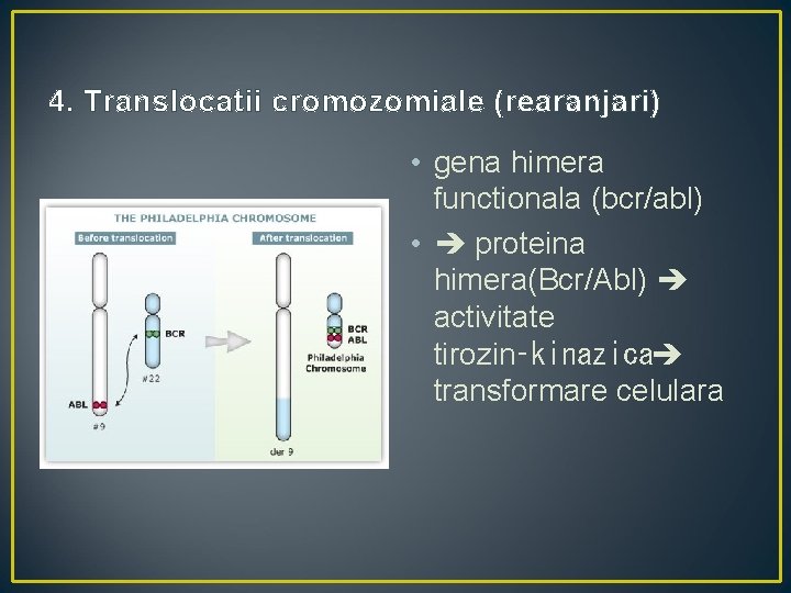 4. Translocatii cromozomiale (rearanjari) • gena himera functionala (bcr/abl) • proteina himera(Bcr/Abl) activitate tirozin‑kinazica