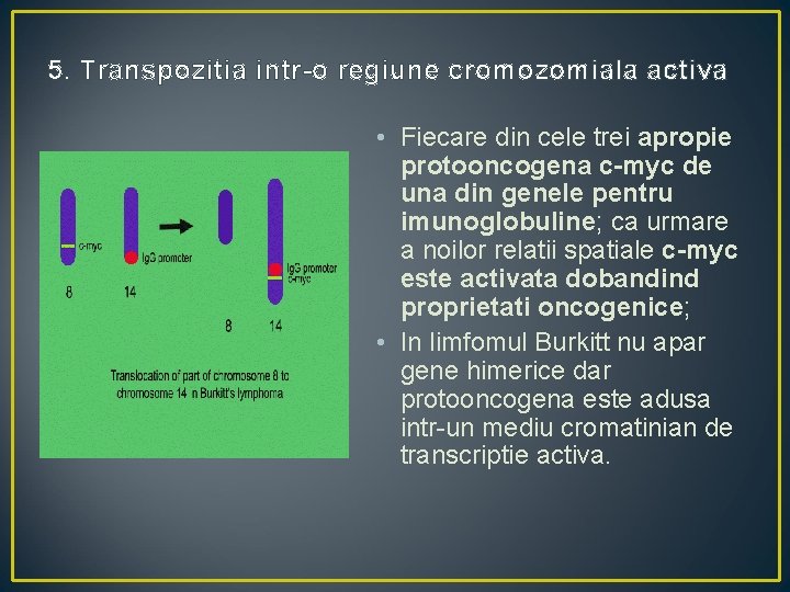 5. Transpozitia intr-o regiune cromozomiala activa • Fiecare din cele trei apropie protooncogena c-myc