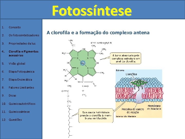 Fotossíntese 1. Conceito 2. Os fotossintetizadores 3. Propriedades da luz 4. Clorofila e Pigmentos