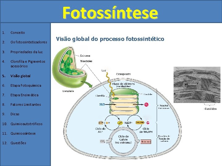 Fotossíntese 1. Conceito 2. Os fotossintetizadores 3. Propriedades da luz 4. Clorofila e Pigmentos