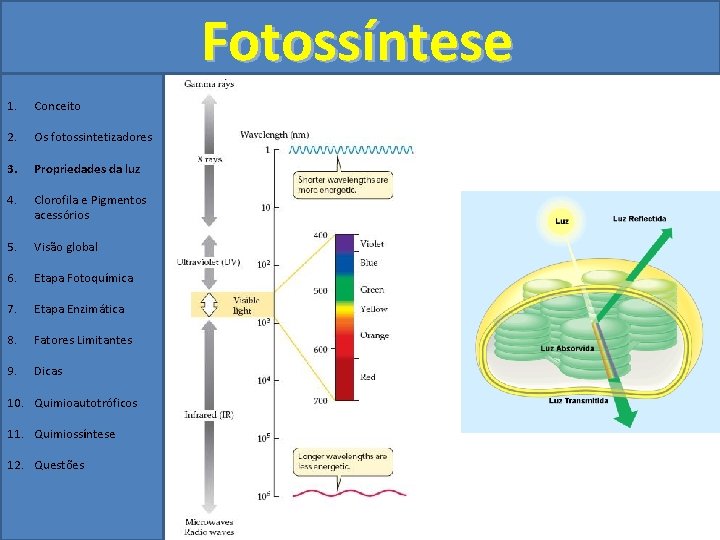 Fotossíntese 1. Conceito 2. Os fotossintetizadores 3. Propriedades da luz 4. Clorofila e Pigmentos