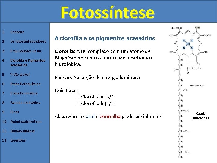 Fotossíntese 1. Conceito 2. Os fotossintetizadores 3. Propriedades da luz 4. Clorofila e Pigmentos