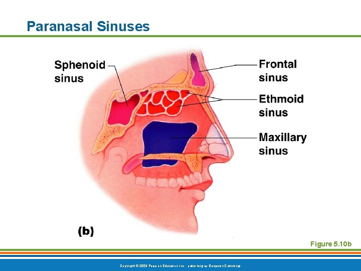 Paranasal Sinuses Figure 5. 10 b Copyright © 2009 Pearson Education, Inc. , publishing