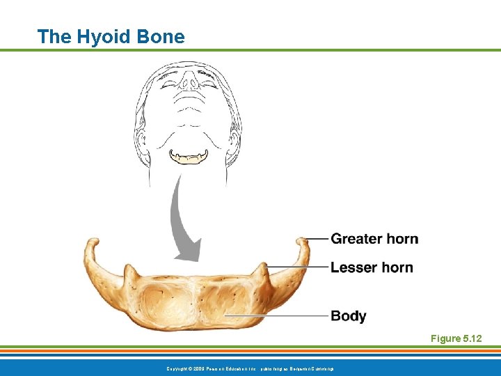 The Hyoid Bone Figure 5. 12 Copyright © 2009 Pearson Education, Inc. , publishing