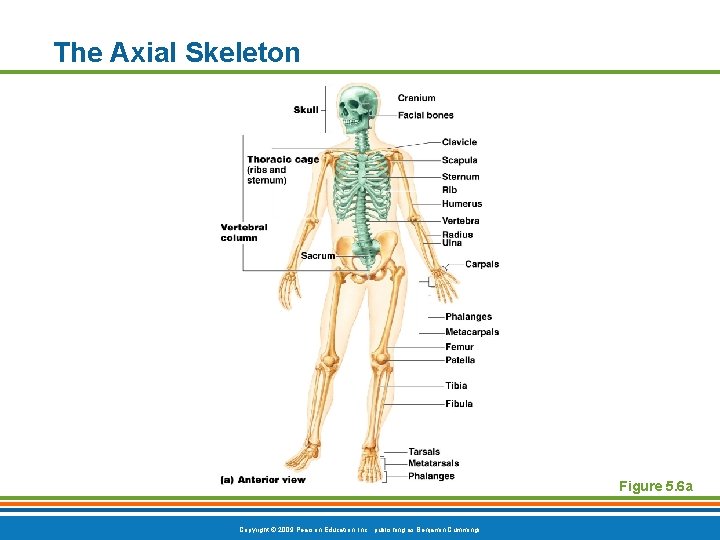 The Axial Skeleton Figure 5. 6 a Copyright © 2009 Pearson Education, Inc. ,