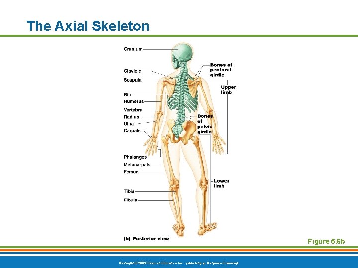 The Axial Skeleton Figure 5. 6 b Copyright © 2009 Pearson Education, Inc. ,