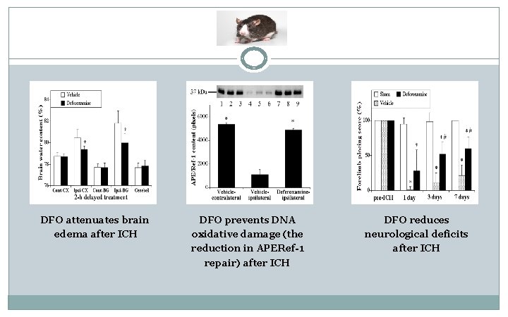 DFO attenuates brain edema after ICH DFO prevents DNA oxidative damage (the reduction in