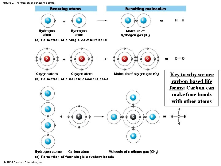 Figure 2. 7 Formation of covalent bonds. Reacting atoms H Resulting molecules H H