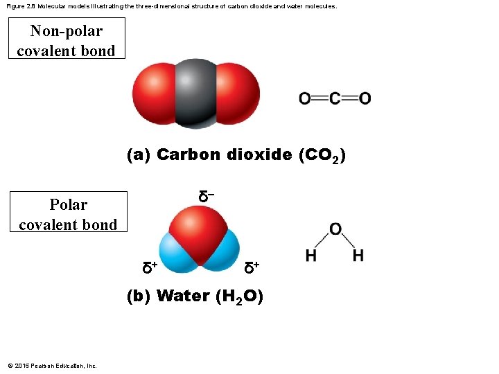 Figure 2. 8 Molecular models illustrating the three-dimensional structure of carbon dioxide and water