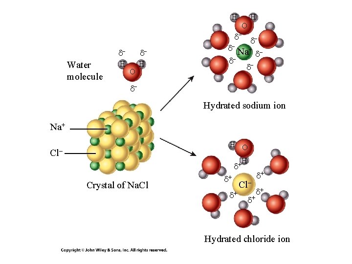 H H O d– d– Water molecule d– d– H H O d– Na+