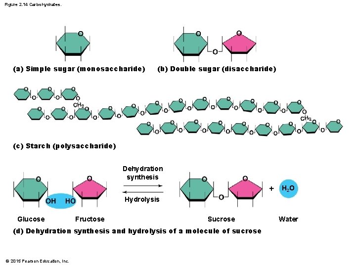 Figure 2. 14 Carbohydrates. (a) Simple sugar (monosaccharide) (b) Double sugar (disaccharide) (c) Starch