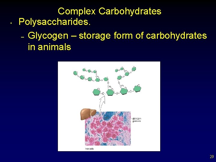  • Complex Carbohydrates Polysaccharides. – Glycogen – storage form of carbohydrates in animals