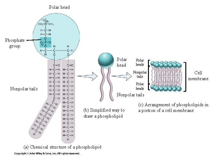 Polar head Phosphate group Polar heads Nonpolar tails Cell membrane Polar heads Nonpolar tails