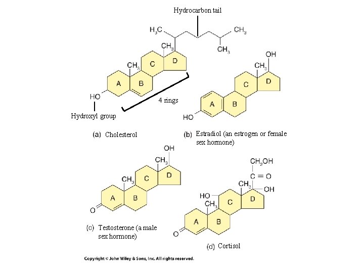 Hydrocarbon tail 4 rings Hydroxyl group Cholesterol Estradiol (an estrogen or female sex hormone)