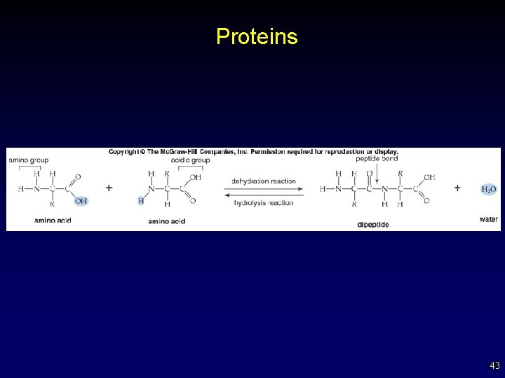 Proteins 43 