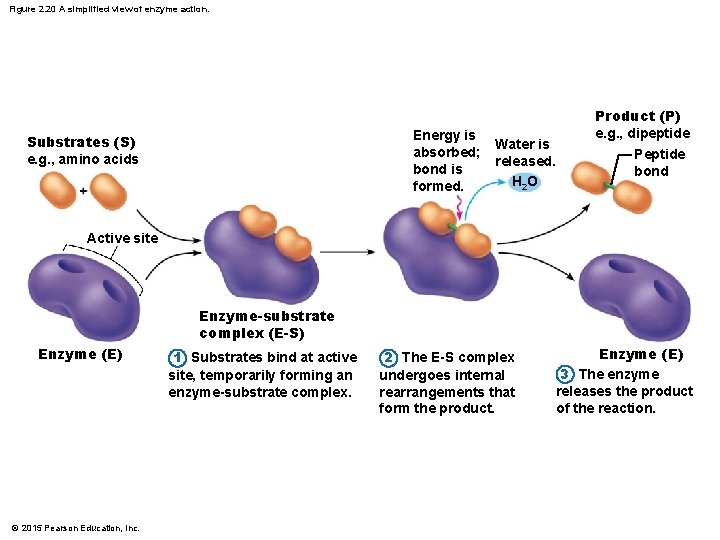 Figure 2. 20 A simplified view of enzyme action. Energy is absorbed; bond is