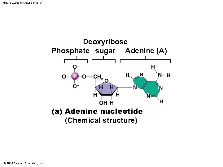 Figure 2. 21 a Structure of DNA. Deoxyribose Phosphate sugar Adenine (A) (a) Adenine