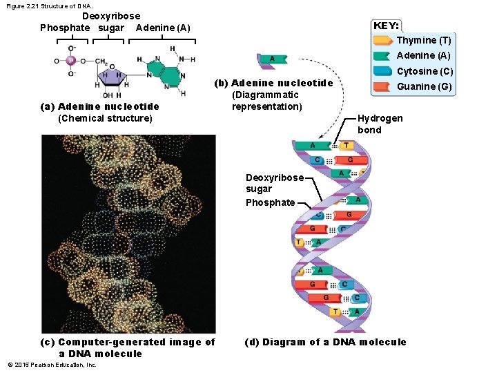 Figure 2. 21 Structure of DNA. Deoxyribose Phosphate sugar Adenine (A) KEY: Thymine (T)
