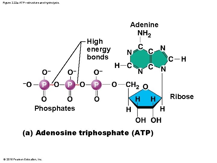 Figure 2. 22 a ATP—structure and hydrolysis. Adenine High energy bonds P P P