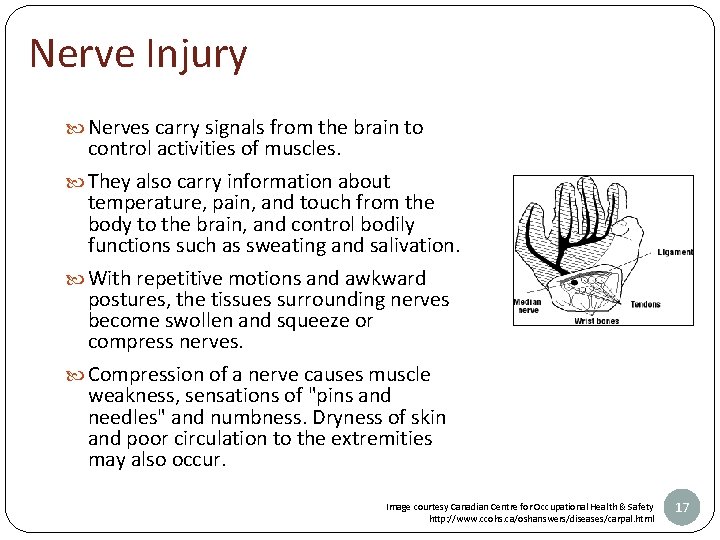 Nerve Injury Nerves carry signals from the brain to control activities of muscles. They