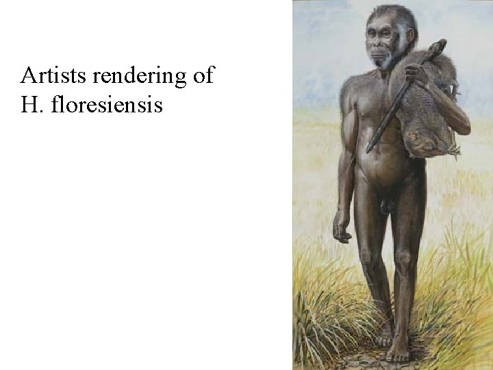 Artists rendering of H. floresiensis 