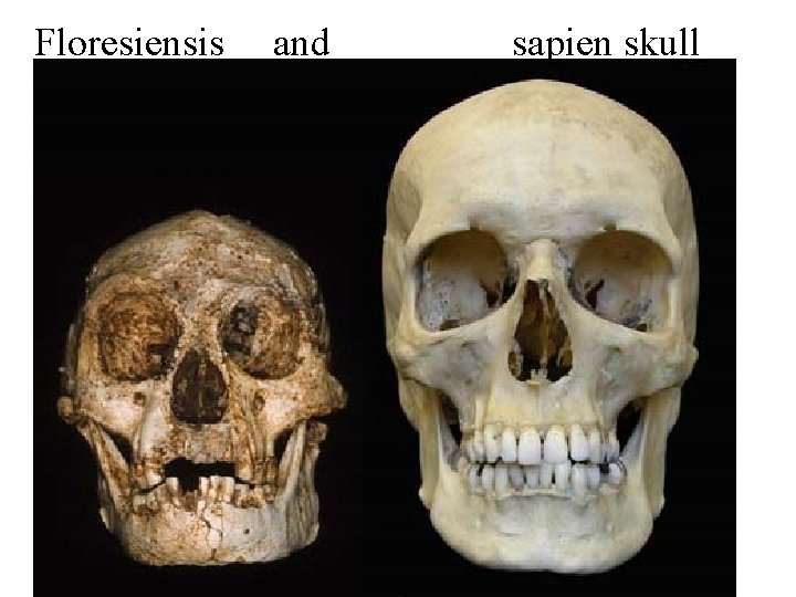Floresiensis and sapien skull 