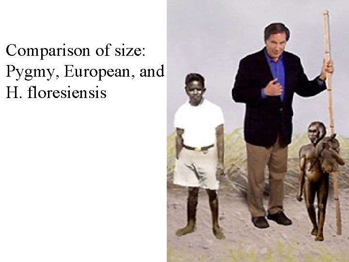 Comparison of size: Pygmy, European, and H. floresiensis 