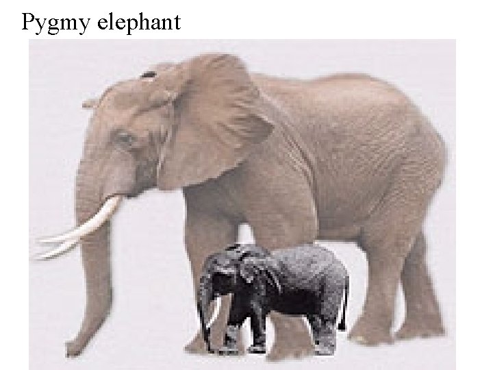 Pygmy elephant 