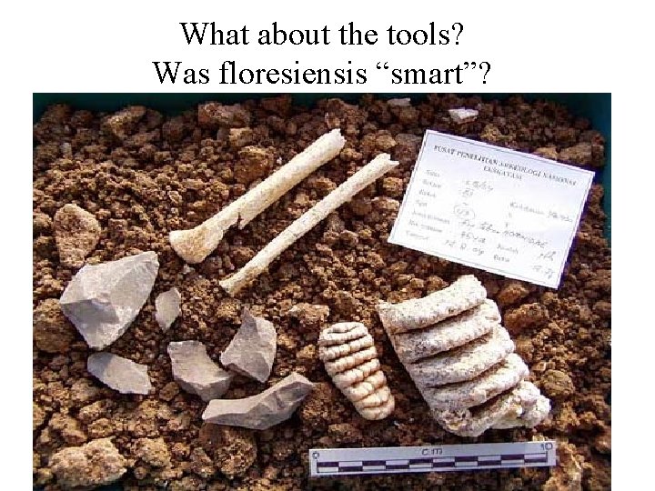 What about the tools? Was floresiensis “smart”? 