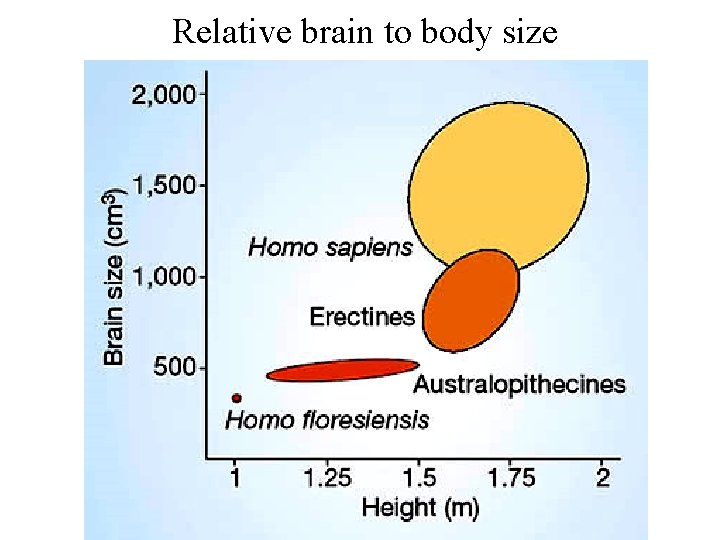 Relative brain to body size 